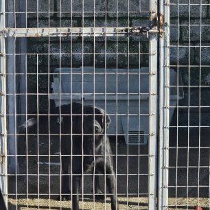 Εθελοντές φροντίζουν τα κακοποιημένα πάνω στα λύματα σκυλιά στο παράνομο Δημοτικό Κυνοκομείο Αλεξάνδρειας και ο Δήμος αδιαφορεί (βίντεο) 110 AlexandriaImathiasDimotikoKynokomeioSkylia2 2026 37