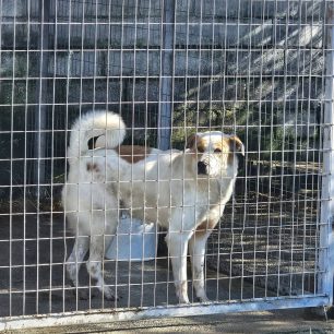 Εθελοντές φροντίζουν τα κακοποιημένα πάνω στα λύματα σκυλιά στο παράνομο Δημοτικό Κυνοκομείο Αλεξάνδρειας και ο Δήμος αδιαφορεί (βίντεο) 109 AlexandriaImathiasDimotikoKynokomeioSkylia2 2026 38