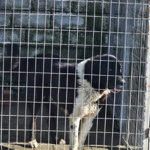 Εθελοντές φροντίζουν τα κακοποιημένα πάνω στα λύματα σκυλιά στο παράνομο Δημοτικό Κυνοκομείο Αλεξάνδρειας και ο Δήμος αδιαφορεί (βίντεο) 107 AlexandriaImathiasDimotikoKynokomeioSkylia2 2026 40