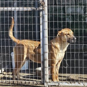 Εθελοντές φροντίζουν τα κακοποιημένα πάνω στα λύματα σκυλιά στο παράνομο Δημοτικό Κυνοκομείο Αλεξάνδρειας και ο Δήμος αδιαφορεί (βίντεο) 106 AlexandriaImathiasDimotikoKynokomeioSkylia2 2026 41