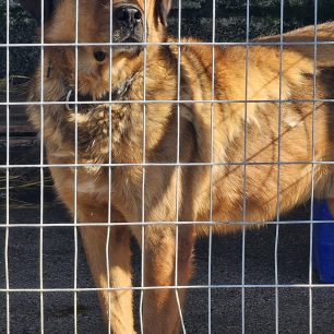 Εθελοντές φροντίζουν τα κακοποιημένα πάνω στα λύματα σκυλιά στο παράνομο Δημοτικό Κυνοκομείο Αλεξάνδρειας και ο Δήμος αδιαφορεί (βίντεο) 105 AlexandriaImathiasDimotikoKynokomeioSkylia2 2026 42