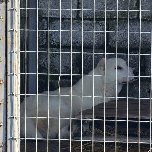 Εθελοντές φροντίζουν τα κακοποιημένα πάνω στα λύματα σκυλιά στο παράνομο Δημοτικό Κυνοκομείο Αλεξάνδρειας και ο Δήμος αδιαφορεί (βίντεο) 103 AlexandriaImathiasDimotikoKynokomeioSkylia2 2026 44