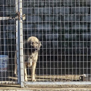 Εθελοντές φροντίζουν τα κακοποιημένα πάνω στα λύματα σκυλιά στο παράνομο Δημοτικό Κυνοκομείο Αλεξάνδρειας και ο Δήμος αδιαφορεί (βίντεο) 123 AlexandriaImathiasDimotikoKynokomeioSkylia2 2026 45