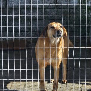 Εθελοντές φροντίζουν τα κακοποιημένα πάνω στα λύματα σκυλιά στο παράνομο Δημοτικό Κυνοκομείο Αλεξάνδρειας και ο Δήμος αδιαφορεί (βίντεο) 122 AlexandriaImathiasDimotikoKynokomeioSkylia2 2026 46