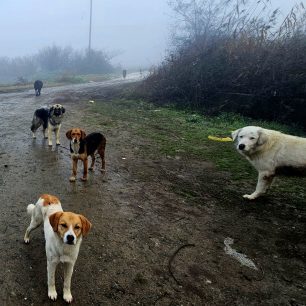 Εθελοντές φροντίζουν τα κακοποιημένα πάνω στα λύματα σκυλιά στο παράνομο Δημοτικό Κυνοκομείο Αλεξάνδρειας και ο Δήμος αδιαφορεί (βίντεο) 117 AlexandriaImathiasDimotikoKynokomeioSkylia2 2026 53