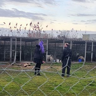 Εθελοντές φροντίζουν τα κακοποιημένα πάνω στα λύματα σκυλιά στο παράνομο Δημοτικό Κυνοκομείο Αλεξάνδρειας και ο Δήμος αδιαφορεί (βίντεο) 116 AlexandriaImathiasDimotikoKynokomeioSkylia2 2026 54