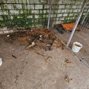 Εθελοντές φροντίζουν τα κακοποιημένα πάνω στα λύματα σκυλιά στο παράνομο Δημοτικό Κυνοκομείο Αλεξάνδρειας και ο Δήμος αδιαφορεί (βίντεο) 128 AlexandriaImathiasDimotikoKynokomeioSkylia2 2026 68
