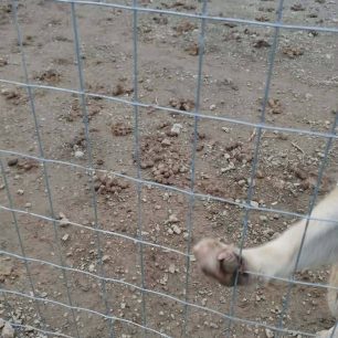 Εθελοντές φροντίζουν τα κακοποιημένα πάνω στα λύματα σκυλιά στο παράνομο Δημοτικό Κυνοκομείο Αλεξάνδρειας και ο Δήμος αδιαφορεί (βίντεο) 126 AlexandriaImathiasDimotikoKynokomeioSkylia2 2026 70