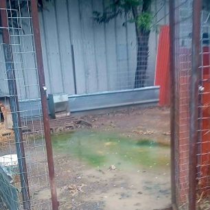 Εθελοντές φροντίζουν τα κακοποιημένα πάνω στα λύματα σκυλιά στο παράνομο Δημοτικό Κυνοκομείο Αλεξάνδρειας και ο Δήμος αδιαφορεί (βίντεο) 147 AlexandriaImathiasDimotikoKynokomeioSkylia2 2026 76