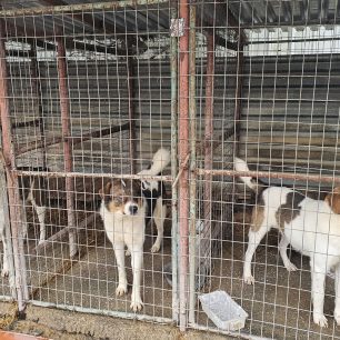 Εθελοντές φροντίζουν τα κακοποιημένα πάνω στα λύματα σκυλιά στο παράνομο Δημοτικό Κυνοκομείο Αλεξάνδρειας και ο Δήμος αδιαφορεί (βίντεο) 142 AlexandriaImathiasDimotikoKynokomeioSkylia2 2026 81