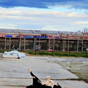 Εθελοντές φροντίζουν τα κακοποιημένα πάνω στα λύματα σκυλιά στο παράνομο Δημοτικό Κυνοκομείο Αλεξάνδρειας και ο Δήμος αδιαφορεί (βίντεο) 141 AlexandriaImathiasDimotikoKynokomeioSkylia2 2026 82