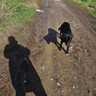 Εθελοντές φροντίζουν τα κακοποιημένα πάνω στα λύματα σκυλιά στο παράνομο Δημοτικό Κυνοκομείο Αλεξάνδρειας και ο Δήμος αδιαφορεί (βίντεο) 140 AlexandriaImathiasDimotikoKynokomeioSkylia2 2026 83