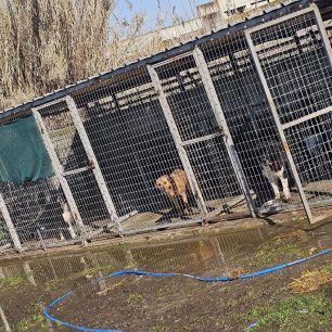 Εθελοντές φροντίζουν τα κακοποιημένα πάνω στα λύματα σκυλιά στο παράνομο Δημοτικό Κυνοκομείο Αλεξάνδρειας και ο Δήμος αδιαφορεί (βίντεο) 28 AlexandriaImathiasDimotikoKynokomeioSkylia22 2 2026 13