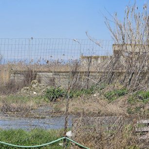Εθελοντές φροντίζουν τα κακοποιημένα πάνω στα λύματα σκυλιά στο παράνομο Δημοτικό Κυνοκομείο Αλεξάνδρειας και ο Δήμος αδιαφορεί (βίντεο) 27 AlexandriaImathiasDimotikoKynokomeioSkylia22 2 2026 14