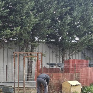 Εθελοντές φροντίζουν τα κακοποιημένα πάνω στα λύματα σκυλιά στο παράνομο Δημοτικό Κυνοκομείο Αλεξάνδρειας και ο Δήμος αδιαφορεί (βίντεο) 23 AlexandriaImathiasDimotikoKynokomeioSkylia22 2 2026 17
