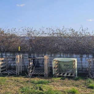 Εθελοντές φροντίζουν τα κακοποιημένα πάνω στα λύματα σκυλιά στο παράνομο Δημοτικό Κυνοκομείο Αλεξάνδρειας και ο Δήμος αδιαφορεί (βίντεο) 57 AlexandriaImathiasDimotikoKynokomeioSkylia22 2 2026 43