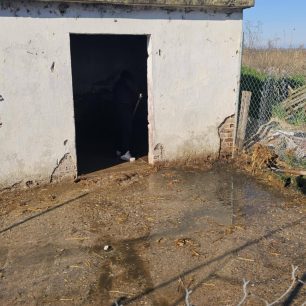 Εθελοντές φροντίζουν τα κακοποιημένα πάνω στα λύματα σκυλιά στο παράνομο Δημοτικό Κυνοκομείο Αλεξάνδρειας και ο Δήμος αδιαφορεί (βίντεο) 54 AlexandriaImathiasDimotikoKynokomeioSkylia22 2 2026 50