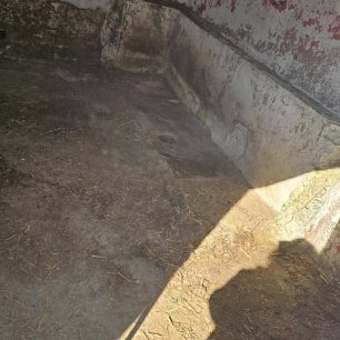 Εθελοντές φροντίζουν τα κακοποιημένα πάνω στα λύματα σκυλιά στο παράνομο Δημοτικό Κυνοκομείο Αλεξάνδρειας και ο Δήμος αδιαφορεί (βίντεο) 55 AlexandriaImathiasDimotikoKynokomeioSkylia22 2 2026 54