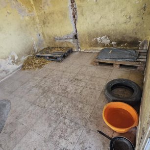 Εθελοντές φροντίζουν τα κακοποιημένα πάνω στα λύματα σκυλιά στο παράνομο Δημοτικό Κυνοκομείο Αλεξάνδρειας και ο Δήμος αδιαφορεί (βίντεο) 40 AlexandriaImathiasDimotikoKynokomeioSkylia22 2 2026 68