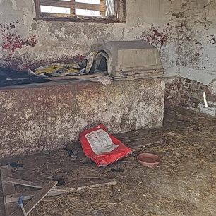 Εθελοντές φροντίζουν τα κακοποιημένα πάνω στα λύματα σκυλιά στο παράνομο Δημοτικό Κυνοκομείο Αλεξάνδρειας και ο Δήμος αδιαφορεί (βίντεο) 31 AlexandriaImathiasDimotikoKynokomeioSkylia22 2 2026 72