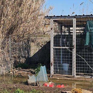 Εθελοντές φροντίζουν τα κακοποιημένα πάνω στα λύματα σκυλιά στο παράνομο Δημοτικό Κυνοκομείο Αλεξάνδρειας και ο Δήμος αδιαφορεί (βίντεο) 37 AlexandriaImathiasDimotikoKynokomeioSkylia22 2 2026 78