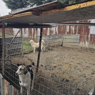 Εθελοντές φροντίζουν τα κακοποιημένα πάνω στα λύματα σκυλιά στο παράνομο Δημοτικό Κυνοκομείο Αλεξάνδρειας και ο Δήμος αδιαφορεί (βίντεο) 97 AlexandriaImathiasDimotikoKynokomeioSkylia29 1 2026 6