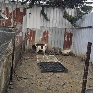 Εθελοντές φροντίζουν τα κακοποιημένα πάνω στα λύματα σκυλιά στο παράνομο Δημοτικό Κυνοκομείο Αλεξάνδρειας και ο Δήμος αδιαφορεί (βίντεο) 96 AlexandriaImathiasDimotikoKynokomeioSkylia29 1 2026 7