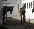 Καταδικάστηκε ερήμην με αναστολή ο βασανιστής αλόγων που δρα σε Μάνδρα και Ασπρόπυργο Αττικής (βίντεο)