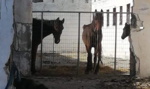Καταδικάστηκε ερήμην με αναστολή ο βασανιστής αλόγων που δρα σε Μάνδρα και Ασπρόπυργο Αττικής (βίντεο)
