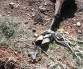 12-2-2026 η δίκη του άνδρα που κακοποιεί επί χρόνια άλογα μέχρι θανάτου σε Μάνδρα και Ασπρόπυργο Αττικής (βίντεο)