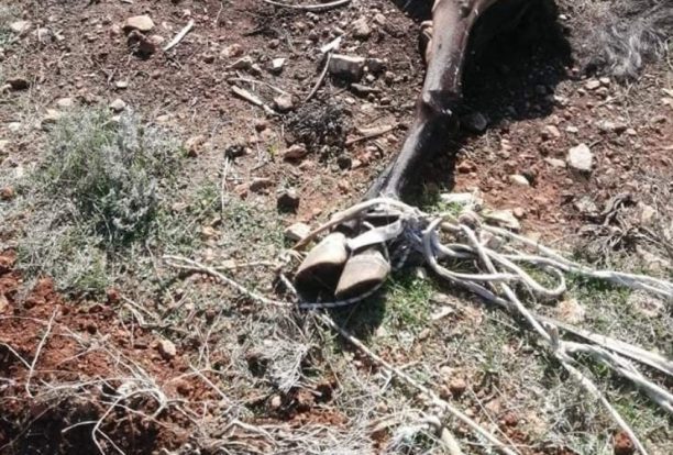 12-2-2026 η δίκη του άνδρα που κακοποιεί επί χρόνια άλογα μέχρι θανάτου σε Μάνδρα και Ασπρόπυργο Αττικής (βίντεο)