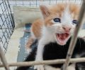 Αναρίθμητα γατάκια πετιούνται στα σκουπίδια και το «υπερόπλο» DNA αποδεικνύει μόνο την κυβερνητική ανεπάρκεια της Ν.Δ. και στη διαχείριση των αδέσποτων (βίντεο)