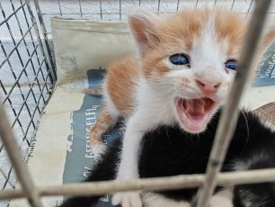 Αναρίθμητα γατάκια πετιούνται στα σκουπίδια και το «υπερόπλο» DNA αποδεικνύει μόνο την κυβερνητική ανεπάρκεια της Ν.Δ. και στη διαχείριση των αδέσποτων (βίντεο)