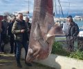 Πάλαιρος Αιτωλοακαρνανίας: Ψαράς έπιασε Εξαβράγχιο καρχαρία είδος υπό προστασία και δημοσιογράφοι ξανά το παρουσιάζουν ως κατόρθωμα (βίντεο)