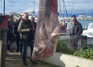 Πάλαιρος Αιτωλοακαρνανίας: Ψαράς έπιασε Εξαβράγχιο καρχαρία είδος υπό προστασία και δημοσιογράφοι ξανά το παρουσιάζουν ως κατόρθωμα (βίντεο)