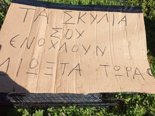 Κεφαλάρι Αργολίδας: Δηλητηρίασε με φόλες 5 σκυλιά και άφησε και απειλητικό σημείωμα