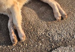 Κοκκινόγεια Δράμας: Με φόλες δολοφόνησε σκυλιά