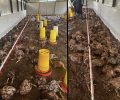 Ξηροκάμπι Λακωνίας: 1.000 κότες πνίγηκαν μέσα στην πτηνοτροφική μονάδα του πρώην αντιδημάρχου Σπάρτης