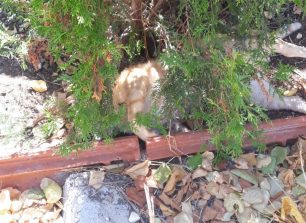 Στις 2-6-2026 στο Εφετείο Αγρινίου η δίκη του άνδρα που δολοφόνησε με φόλες πολλές γάτες στον Καστό το 2019