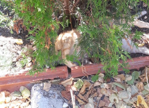 Αθωώθηκε λόγω αμφιβολιών ο 70χρονος που πρωτόδικα είχε καταδικαστεί για τη δολοφονία 40 γατιών με φόλες στον Καστό
