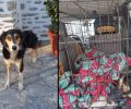 Φροντίζουν σκύλο που παγιδεύτηκε σε συρμάτινη θηλιά κυνηγού στη Μακρυνίτσα Μαγνησίας και κόπηκε το πόδι του (βίντεο)