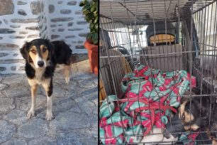 Φροντίζουν σκύλο που παγιδεύτηκε σε συρμάτινη θηλιά κυνηγού στη Μακρυνίτσα Μαγνησίας και κόπηκε το πόδι του (βίντεο)