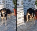 Μακρυνίτσα Μαγνησίας: Σκύλος με ακρωτηριασμένο πόδι από συρμάτινη θηλιά κυνηγού (βίντεο)