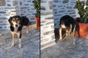 Μακρυνίτσα Μαγνησίας: Σκύλος με ακρωτηριασμένο πόδι από συρμάτινη θηλιά κυνηγού (βίντεο)