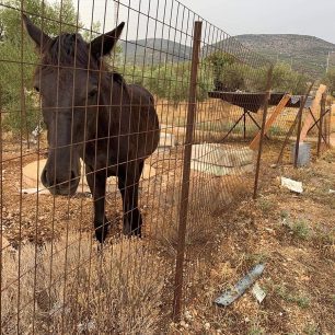 18-3-2026 η δίκη του άνδρα που κακοποιούσε το άλογο του στα Μέγαρα Αττικής 1 MegaraAttikisAlogo30 9 2022 1