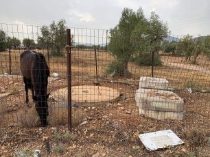 18-3-2026 η δίκη του άνδρα που κακοποιούσε το άλογο του στα Μέγαρα Αττικής