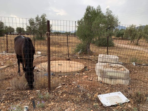 18-3-2026 η δίκη του άνδρα που κακοποιούσε το άλογο του στα Μέγαρα Αττικής