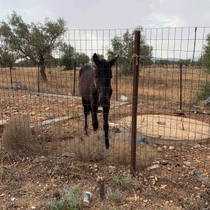 18-3-2026 η δίκη του άνδρα που κακοποιούσε το άλογο του στα Μέγαρα Αττικής 2 MegaraAttikisAlogo30 9 2022 3