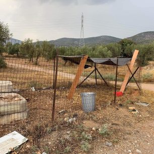 18-3-2026 η δίκη του άνδρα που κακοποιούσε το άλογο του στα Μέγαρα Αττικής 3 MegaraAttikisAlogo30 9 2022 4