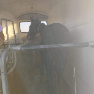 18-3-2026 η δίκη του άνδρα που κακοποιούσε το άλογο του στα Μέγαρα Αττικής 6 MegaraAttikisAlogo30 9 2022 7